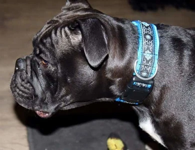 Özi Continental Bulldogge