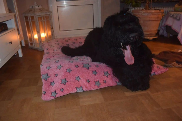 unser Kayden iz Chigasovo 9 Monate mit seiner neuen Decke